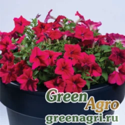 Семена Петуния крупноцветковая (Petunia grandiflora) "Touha F1" (purple-red) pelleted 1000 шт.