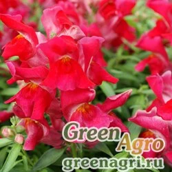Семена Львиный зев (Антирринум) большой (Antirrhinum majus) "Snappy F1" (cherry) raw 1000 шт.