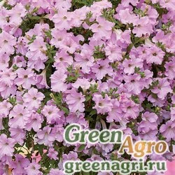 Семена Петуния ампельная гибридная (Petunia x hybrida) "Diamond F1" (pearly shades) pelleted 1000 шт.