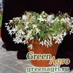 Семена Бегония боливийская ампельная (Begonia boliviensis) "Сopaсabana F1" (white) pelleted 500 шт.