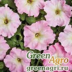 Семена Петуния мелкоцветковая (Petunia miniflora) "Alenka F1" (BRIGHT ROSE) pelleted 1000 шт.