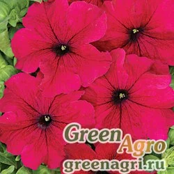 Семена Петуния крупноцветковая (Petunia grandiflora) "Radost F1" (deep-carmine-rose) pelleted 1000 шт.