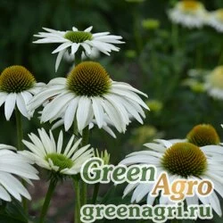 Семена Эхинацея пурпурная (Echinacea purpurea) "Baby Swan" (white) raw 1 гр.