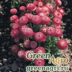 Семена Маргаритка многолетняя (Bellis perennis) "Roggli" (rose) Pelleted 1000 шт.