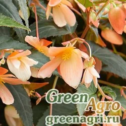 Семена Бегония боливийская ампельная (Begonia boliviensis) "Сopaсabana F1" (orange) pelleted 500 шт.