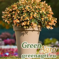 Семена Бегония боливийская ампельная (Begonia boliviensis) "Сopaсabana F1" (salmon) pelleted 500 шт.