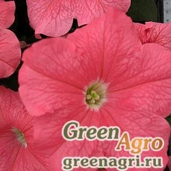 Семена Петуния крупноцветковая (Petunia grandiflora) "Mladi F1" (salmon) pelleted 1000 шт.