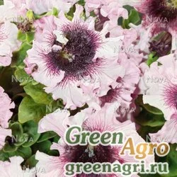 Семена Петуния крупноцветковая превосходнейшая (Petunia grandiflora superbissima) "Alba" pelleted 1000 шт.