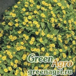 Семена Марьянник болотный (Melampodium paludosum) "Showstar" (deep yellow) raw 1000 шт.