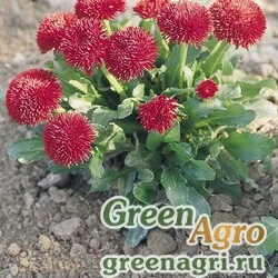 Семена Маргаритка многолетняя (Bellis perennis) "Roggli" (red) Pelleted 1000 шт.