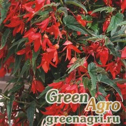 Семена Бегония боливийская ампельная (Begonia boliviensis) "Сopaсabana F1" (red) pelleted 500 шт.