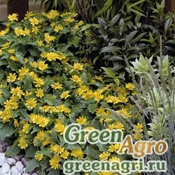 Семена Марьянник болотный (Melampodium paludosum) "Golden Globe" (Golden) raw 1000 шт.