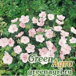 Семена Герань кроваво-красная (Geranium sanguineum) "Vision" (pink) Apex 500 шт.