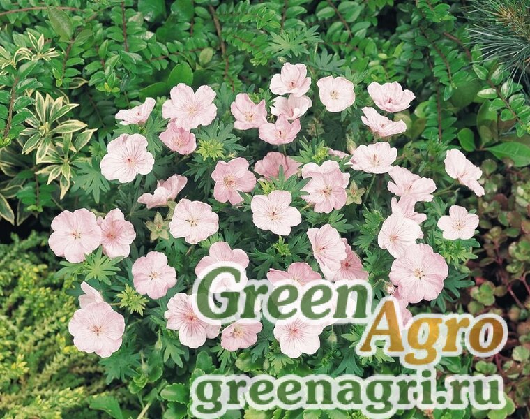 Купить Семена Герань кроваво-красная (Geranium sanguineum) "Vision ...