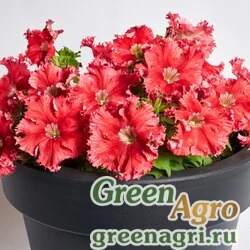 Семена Петуния крупноцветковая бахромчатая (Petunia grandiflora) "Aphrodita F1" (red) pelleted 1000 шт.