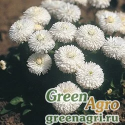 Семена Маргаритка многолетняя (Bellis perennis) "Roggli" (white) Pelleted 1000 шт.