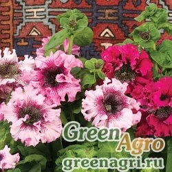 Семена Петуния крупноцветковая превосходнейшая (Petunia grandiflora superbissima) "Rosea" (pink) pelleted 1000 шт.