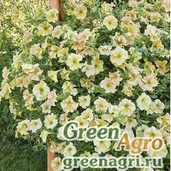 Семена Петуния ампельная гибридная (Petunia x hybrida) "Diamond F1" (sun shades) pelleted 1000 шт.