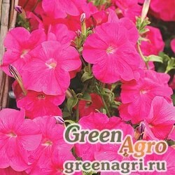 Семена Петуния ампельная гибридная (Petunia x hybrida) "Лавина F1" (pink) pelleted 1000 шт.