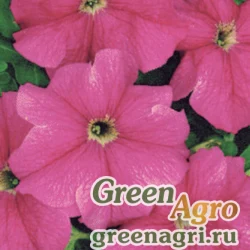 Семена Петуния крупноцветковая (Petunia grandiflora) "Prshatelstvi F1" (light-carmine-rose) pelleted 1000 шт.