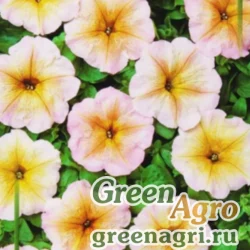 Семена Петуния многоцветковая (Petunia multiflora) "Ingrid F1" pelleted 1000 шт.