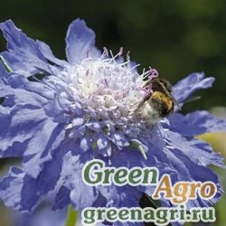 Семена Скабиоза кавказская (Scabiosa caucasica) "Fama" (deep blue) coated 1000 шт.