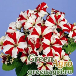 Семена Петуния крупноцветковая (Petunia grandiflora) "Usmev F1" (bicolor-red/white) pelleted 1000 шт.