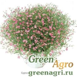 Семена Гипсофила Гарден Брайд Пинк 1000 шт