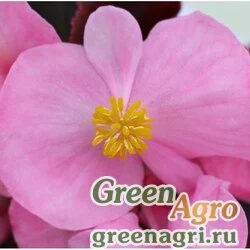 Семена Бегония Сенатор IQ Пинк 100 драже