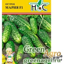 Огурец Мария НС