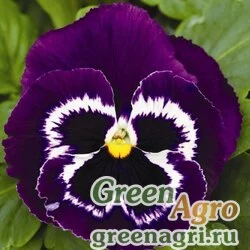 Семена Виола Виттрока (Viola wittrockiana) "Mammoth F1" (viva la violet) raw 1000 шт.