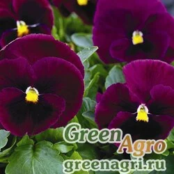 Семена Виола виттрока (Viola wittrockiana) "Mammoth F1" (rocky rose) Raw 1000 шт.