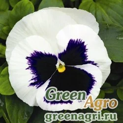 Семена Виола Виттрока (Viola wittrockiana) "Mammoth F1" (glamarama white) raw 1000 шт.