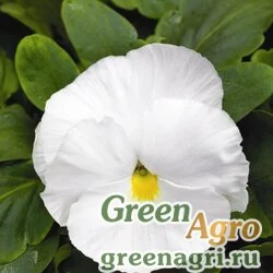 Семена Виола Виттрока (Viola wittrockiana) "Mammoth F1" (white hot) raw 1000 шт.