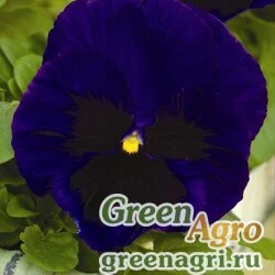 Семена Виола Виттрока (Viola wittrockiana) "Mammoth F1" (deep blue dazzle) raw 1000 шт.