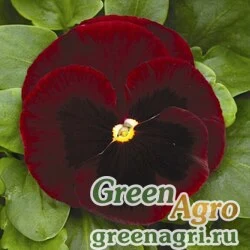 Семена Виола Виттрока (Viola wittrockiana) "Mammoth F1" (big red) raw 1000 шт.