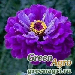Семена Цинния изящная (Zinnia elegans) "Super Yoga" (purple) 80 гр.
