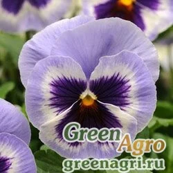 Виола Виттрока (Viola wittrockiana) "Trumpet S1" (mid blue) Raw 1000 шт.