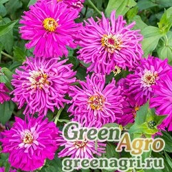 Семена Цинния изящная (Zinnia elegans) "Super Cactus" (lilac) 40 гр.