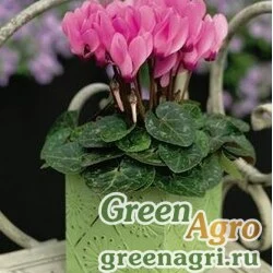 Семена Цикламен персидский (Cyclamen persicum) "Midola F1" (rose) raw 100 шт.