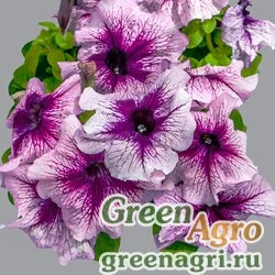 Семена Петуния крупноцветковая (генетически компактная) (Petunia grandiflora) "Limbo *GP* F1" (orchid vein) raw 5000 шт.