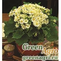 Семена Цинерария гибридная (Pericallis cruenta) "Jester F1" (pure light yellow) pelleted Произв. 1000 шт.