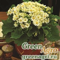 Семена Цинерария гибридная (Pericallis cruenta) "Jester F1" (pure light yellow) pelleted Произв. 1000 шт.