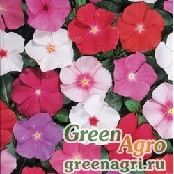 Семена Катарантус розовый (Vinca rosea) "Heatwave" (midnight mix) raw 1000 шт.