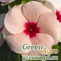 Семена Катарантус розовый (Vinca rosea) "Heatwave" (apricot) raw 1000 шт.