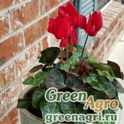 Семена Цикламен персидский (Cyclamen persicum) "Grandola F1" (wine) raw 500 шт.