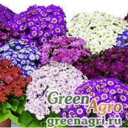 Семена Цинерария гибридная (Cineraria cruenta) "Dreams" (mix) raw 1000 шт.