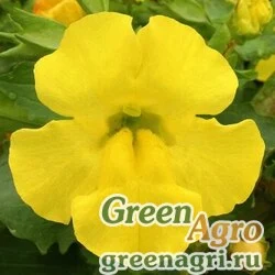 Семена Губастик гибридный (Mimulus x hybrida) "Maximus F1" (yellow) pelleted 1000 шт.
