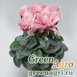 Семена Цикламен персидский (Cyclamen persicum) "Grandola F1" (salmon with eye) raw 500 шт.