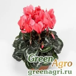 Семена Цикламен персидский (Cyclamen persicum) "Grandola F1" (salmon) raw 500 шт.